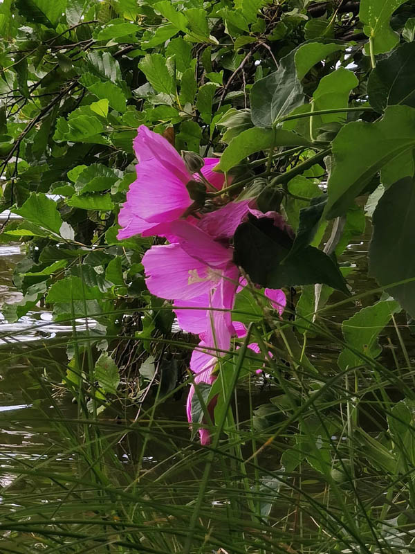 Hibiscus moscheutos